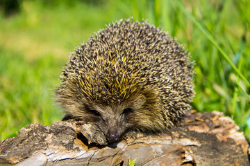 Naklejka na ściany i meble Young prickly hedgehog on the log