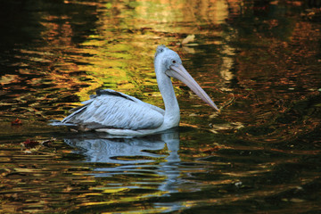 pelican bird on the autumn lake