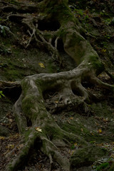 the eerie winding at the rock the root of the tree
