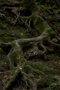 the eerie winding at the rock the root of the tree