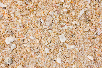 Sand and shells on the beach