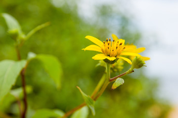 Yellow flowers on the beach