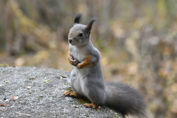 Squirrel