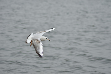 Gull
