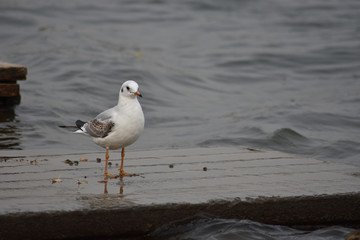 Gull