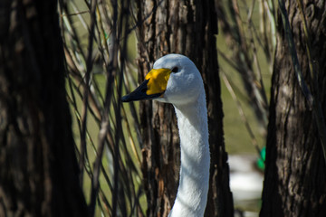White swan on the edge of the pond hiding among the trees