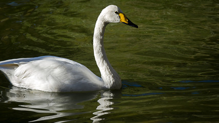 White swan on the green water pond