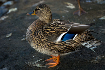 A female wild mallard duck on the edge of the pond