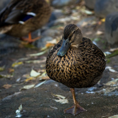 A female wild mallard duck standing on one leg on the edge of the pond