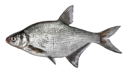 Fish isolated on white background. Common river bream. Side view