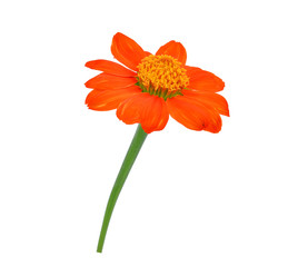 single orange flower isolated on white background