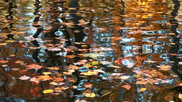 autumn leaves in pond sway on the waves