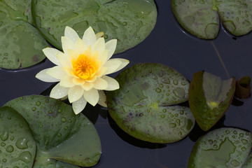 Yellow lotus blossomed with drops of dew.