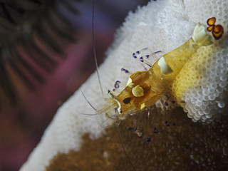 Naklejka premium Partner Shrimp, Partnergarnele (Periclimenes brevicarpalis)