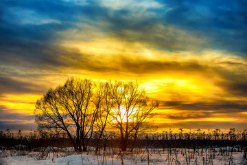 Naklejka premium Trees in the field among a dried hogweed at sunset in winter. Winter sunlight in Russia.