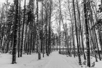 Naklejka premium Snow-covered road in the forest, black and white. Winter in Russia.