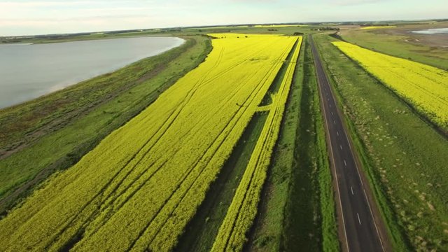 Smooth aerial pan across beautiful yellow blooming canola fields in Australian countryside