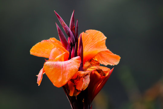 Orange Pokey Flower