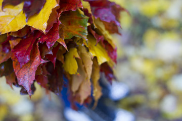 bunch of autumn leaves , maple