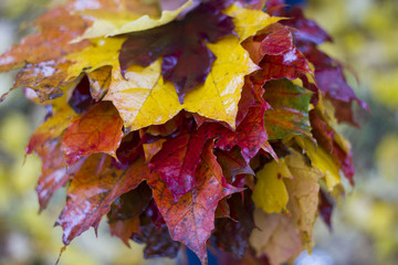 bunch of autumn leaves , maple