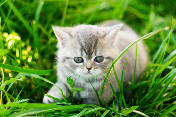 A little British kitten sits in the green grass