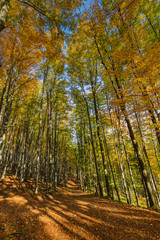 Golden shine autumn scene in the forest, the morning sun shining through the trees, blue sky in background. Beskidy Mountains, Poland.