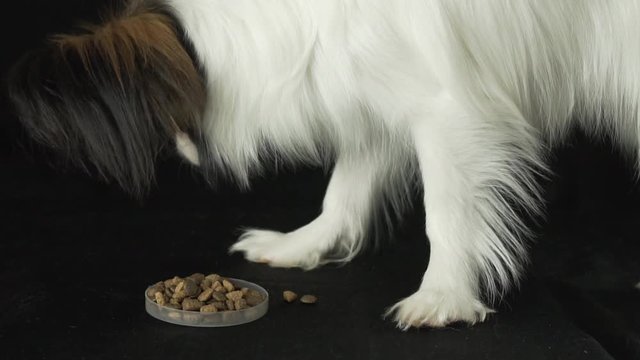 Beautiful young male dog Continental Toy Spaniel Papillon eats dry food on black background slow motion stock footage video
