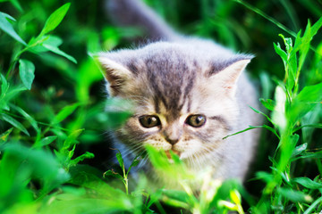 Naklejka na ściany i meble A little British kitten sits in the green grass