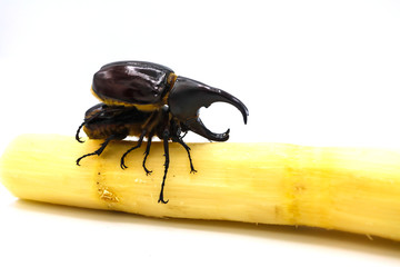 male and female Xylotrupes gideon florensis on the cane isolated white, dynastinae on the cane.