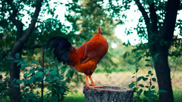 The red rooster sings on the stump. concept: it's time to weake up wake up.