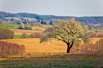 Obraz premium Lonely blossom tree in Prigorje region of Croatia