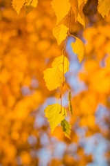 Naklejka na ściany i meble Autumn yellow birch leaves