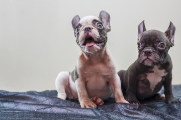 portrait two cute french bulldog puppy friends while posing looking up.copy space for text or product. 4 months old blue french bulldog