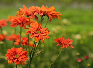 beautiful orange flower blossom background
