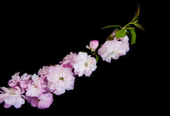 Spring sakura blossom