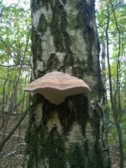Brown polypore on the tree