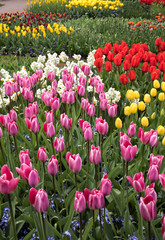 Obraz premium Colorful flowers in the Keukenhof Garden in Lisse, Holland, Netherlands. 