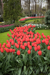 Colorful flowers in the Keukenhof Garden in Lisse, Holland, Netherlands.
