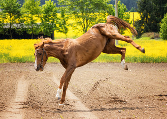 Obraz premium horse in action