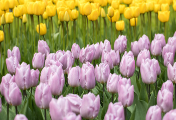 colorful tulips flowers blooming in a garden