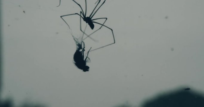 Spooky gory shot of spider eating fly