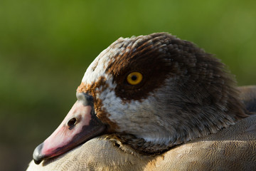 Face of the goose, portrait shot