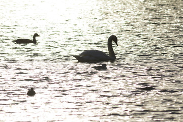 Silhouette of the Swan on pond