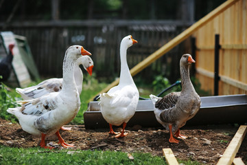 Geese and sheep on a farm