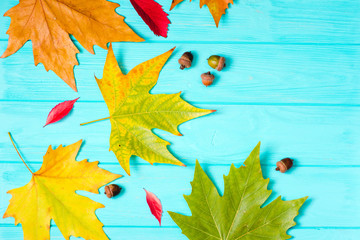 Beautiful maple leaves on blue background