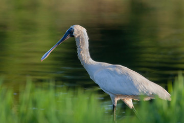 Naklejka premium Royal Spoonbil bird walking beside a lake in Gold Coast, Queensland, Australia