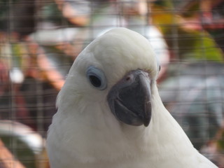 What you dream of White parrot ?  (The Vast Russia! Sergey, Bryansk.)