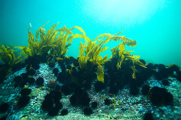 laminaria sea kale underwater photo ocean reef salt water - obrazy, fototapety, plakaty