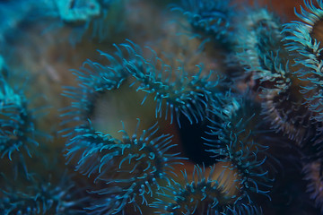 texture of the sea anemone macro tentacles corals