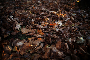 autumnal background with fallen yellow leaves